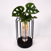 Water Plant Monstera in Round Metal Vessel
