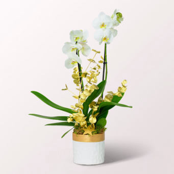 White Orchid in a Elegant Pot
