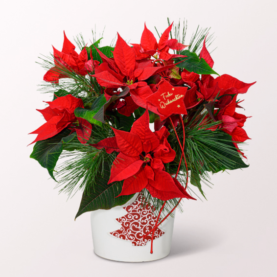 Red Poinsettia in a Ceramic Pot