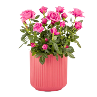 Pink Rose in a Ceramic Pot