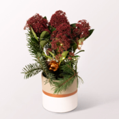 Red Christmas Skimmia with X-Mas lights