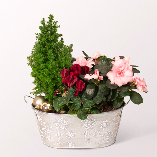 Arrangement Winter Poem