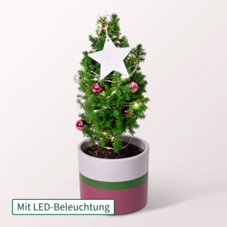 Weihnachtsbaum Sweet Christmas mit Lichterkette