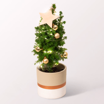 Christmas Tree Sterntaler with X-Mas lights