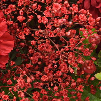 Blumenstrauß Red Velvet mit Vase & Ferrero Giotto 3er