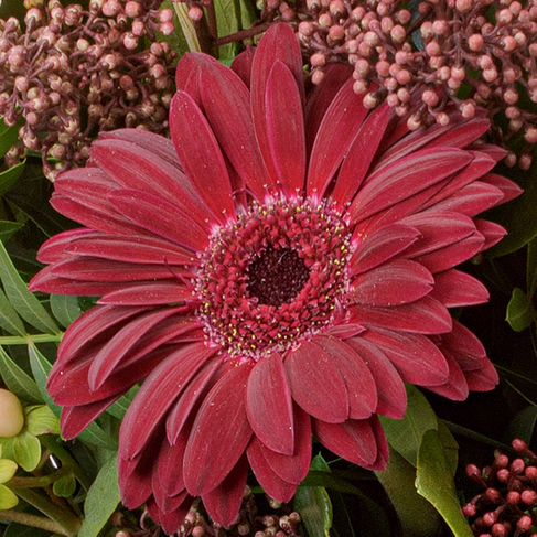 Blumenstrauß Sterntaler mit Vase & Ferrero Giotto 3er