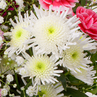 Blumenmix Wintergefühl mit Ferrero Giotto 3er