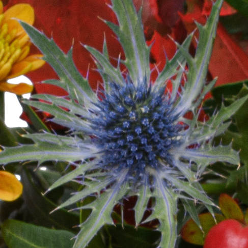 Liegestrauß Abschiedsgruß