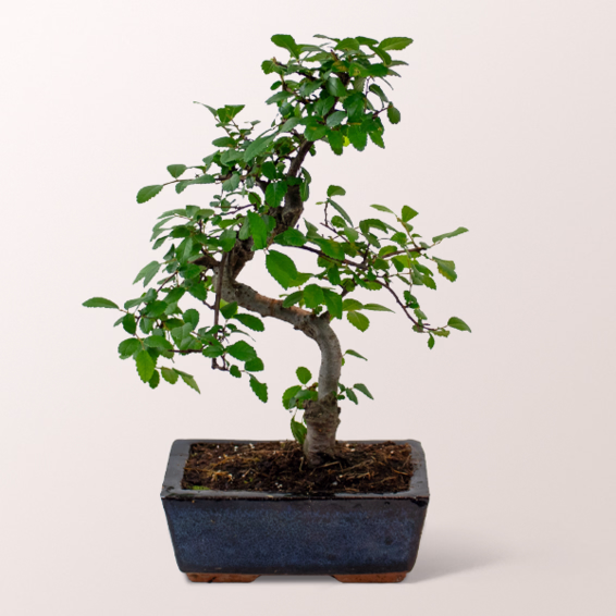Bonsai Zelkova