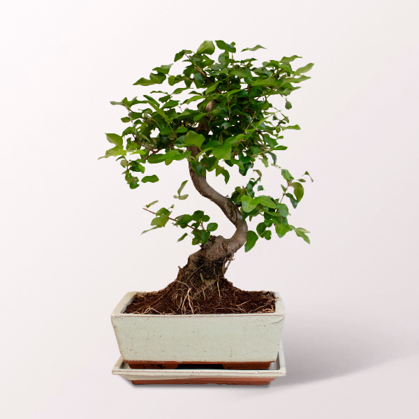 Großer Bonsai Ligustrum